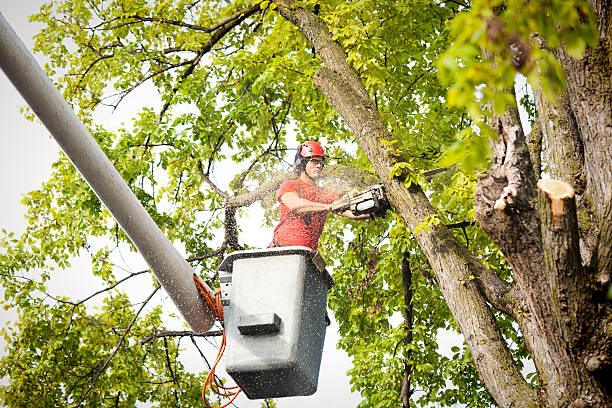 Dead Tree Removal